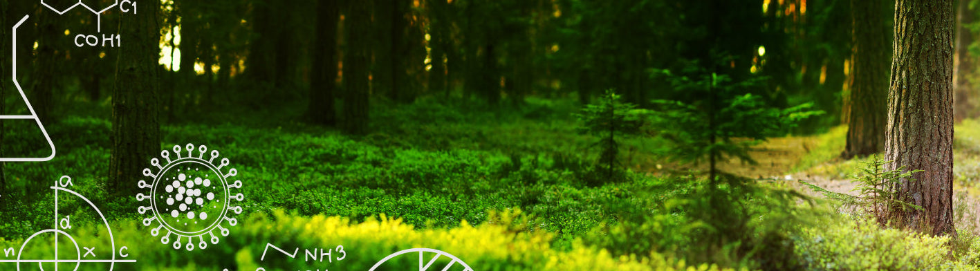 Forest scene with scientific diagrams overlayed on a green background
