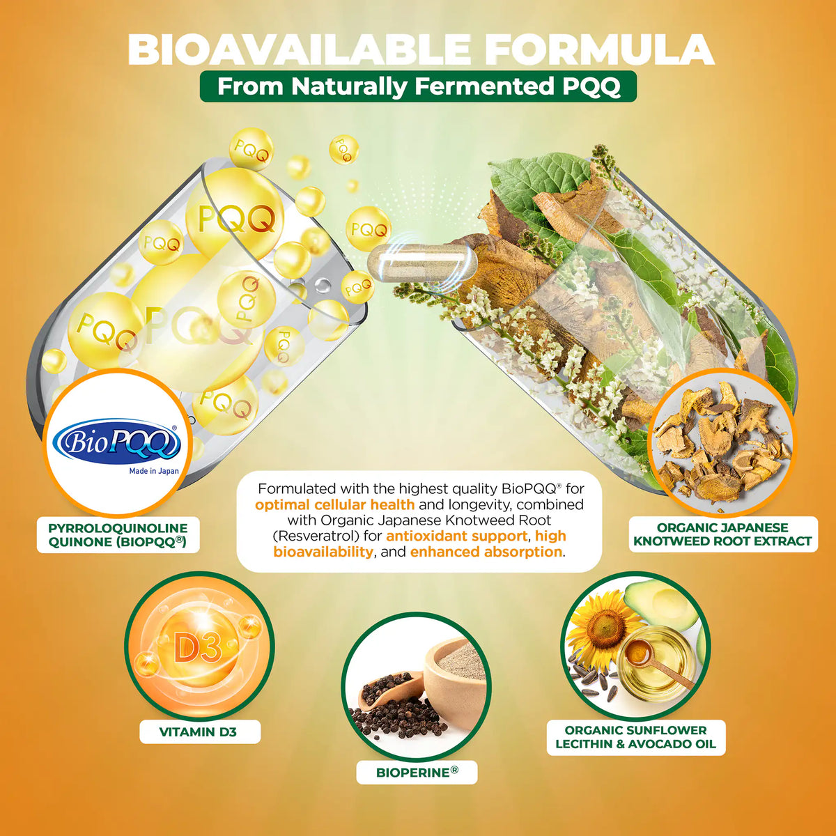 Two half capsules filled with natural ingredients for optimal cellar health and longevity combined with organic Japanese Knotweed Root Resveratrol for antioxidant support