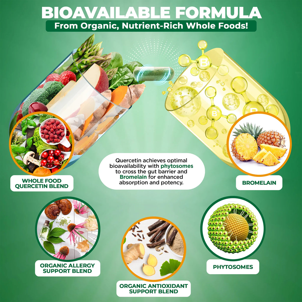 Infographics describing optimal bioavailability due to technology with phytosomes to cross thegut barrier and Bromelain for enhanced absorption and potency.