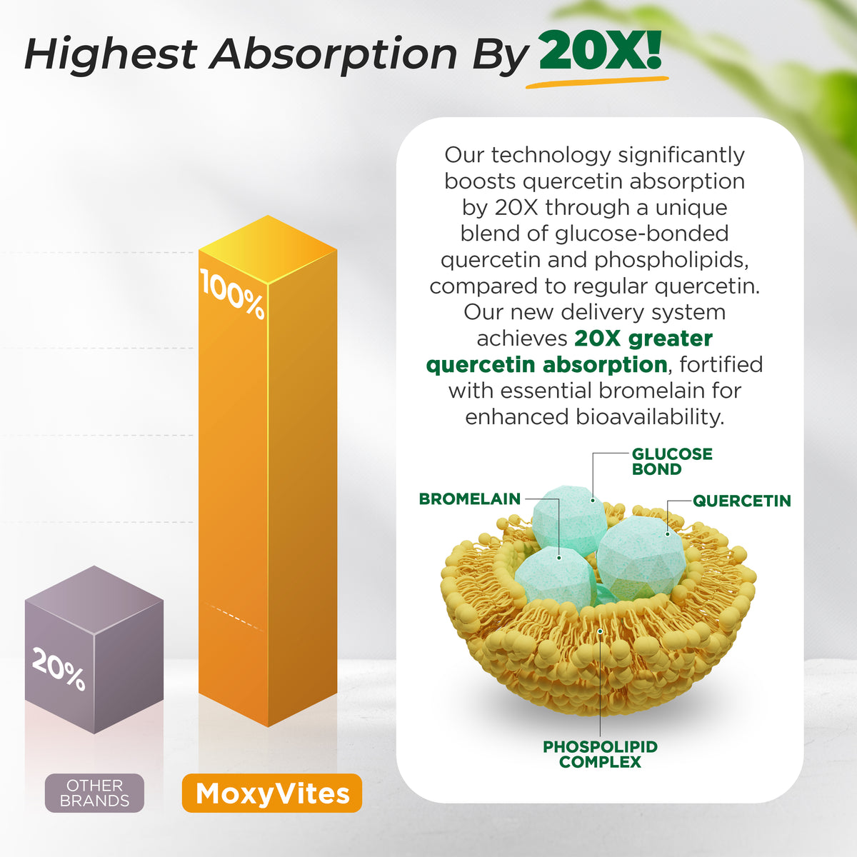 Infographic showing benefits of quercetin with bromelain supplement -highest absorption by 20%